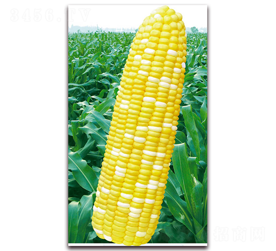 萬(wàn)甜2015-甜玉米種子-華穗種業(yè)