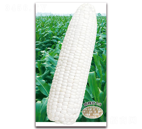 萬(wàn)糯908-糯玉米種子-華穗種業(yè)