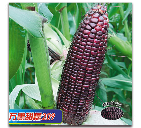 �f(w��n)����Ŵ209-Ŵ���׷N��-�A��N�I(y��)