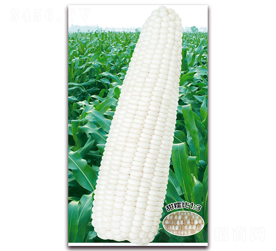 萬糯一號-糯玉米種子-華穗種業(yè)