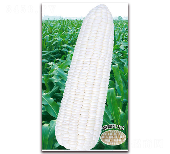 萬糯十一-糯玉米種子-華穗種業(yè)