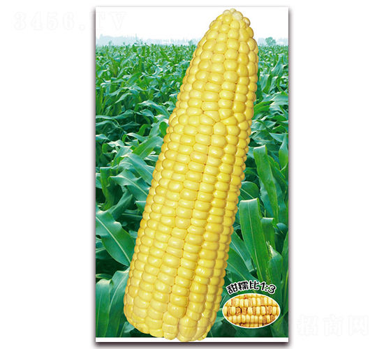 萬黃甜糯1015-糯玉米種子-華穗種業(yè)