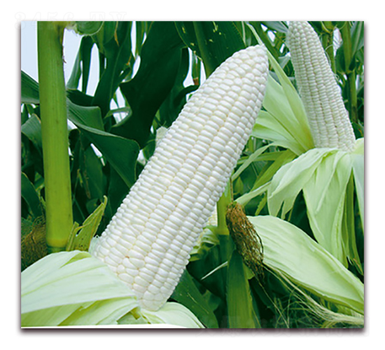 萬糯178-糯玉米種子-華穗種業(yè)