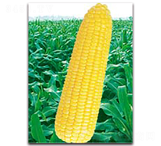 萬黃糯253-糯玉米種子-華穗種業(yè)