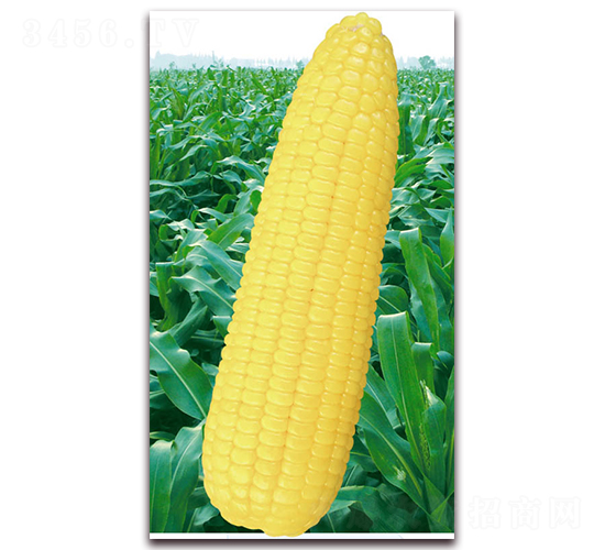 萬糯八號-糯玉米種子-華穗種業(yè)