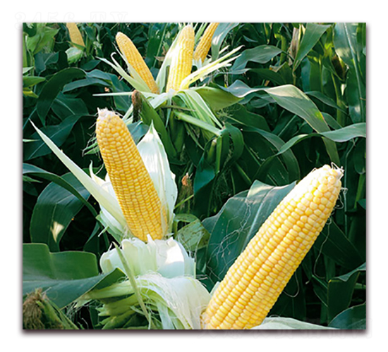 萬糯168-糯玉米種子-華穗種業(yè)
