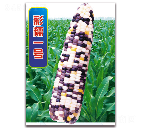彩糯一號(hào)-糯玉米種子-華穗種業(yè)
