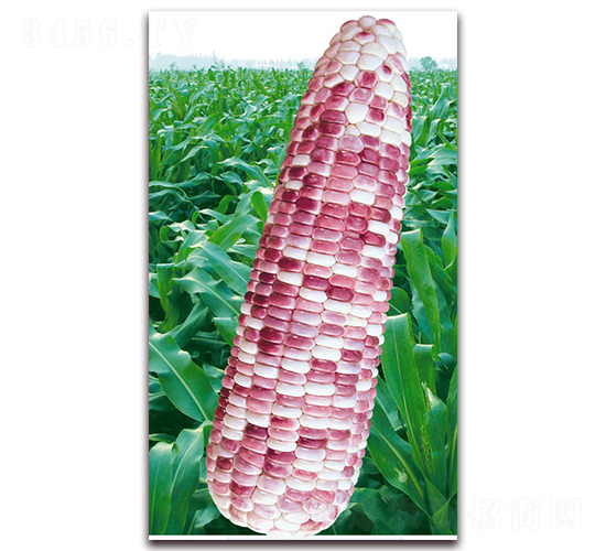 �f��Ŵ��̖-Ŵ���׷N��-�A��N�I(y��)