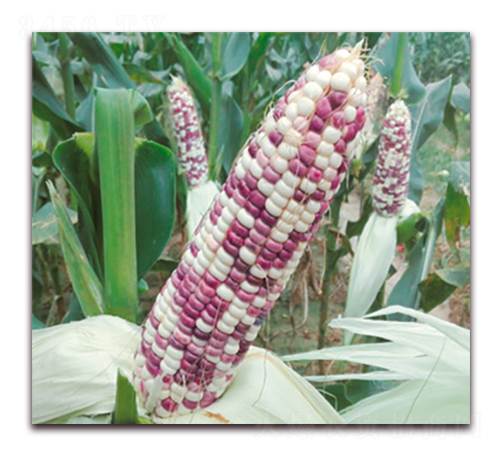 �fŴ162-Ŵ���׷N��-�A��N�I(y��)