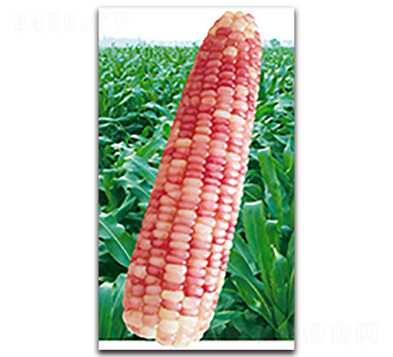 萬紫糯1227-糯玉米種子-華穗種業(yè)