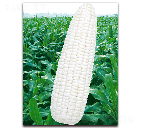萬(wàn)糯102-糯玉米種子-華穗種業(yè)