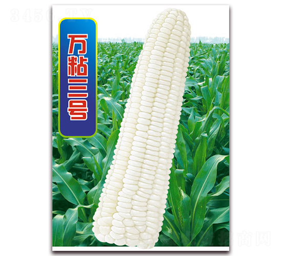 萬粘三號-糯玉米種子-華穗種業(yè)