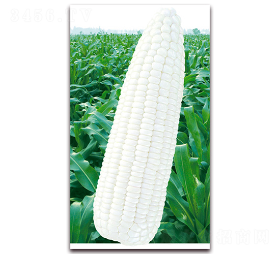 萬(wàn)糯六號(hào)-糯玉米種子-華穗種業(yè)