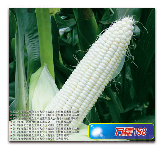 萬糯158-糯玉米種子-華穗種業(yè)