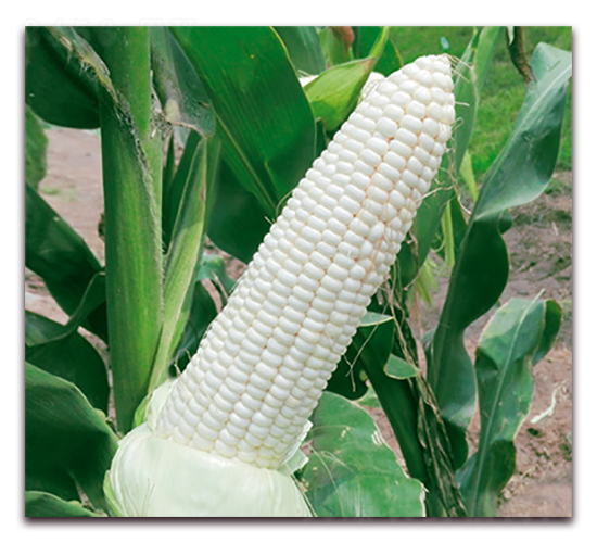 萬糯161-糯玉米種子-華穗種業(yè)