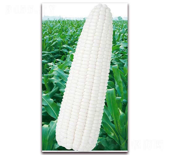 萬(wàn)糯2000-糯玉米種子-華穗種業(yè)