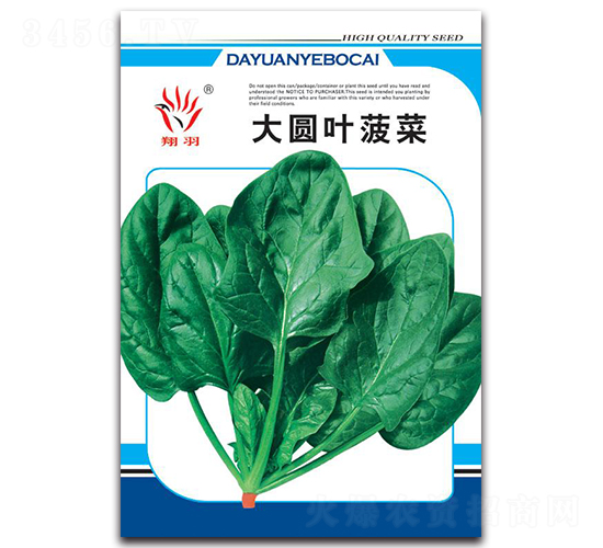 大圓葉菠菜-菠菜種子-京密種業(yè)