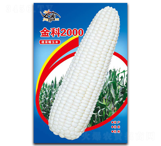 金科2000-糯玉米種子-京密種業(yè)