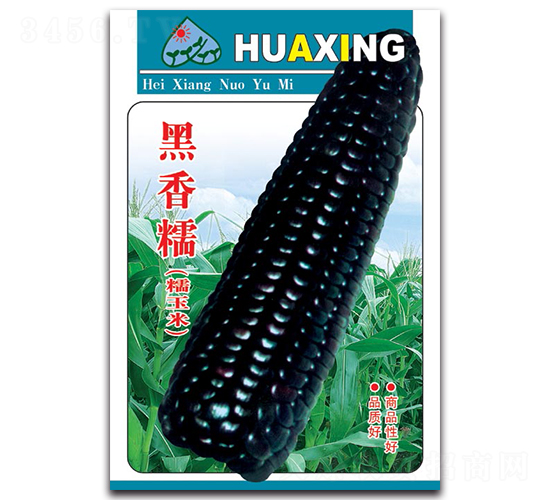 黑香糯-糯玉米種子-京密種業(yè)