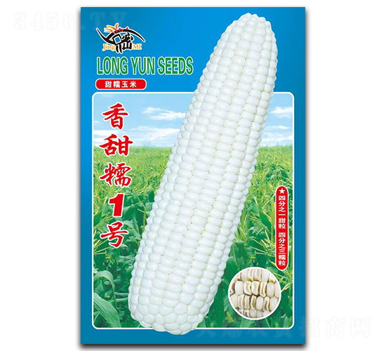 香甜糯1號(hào)-糯玉米種子-京密種業(yè)