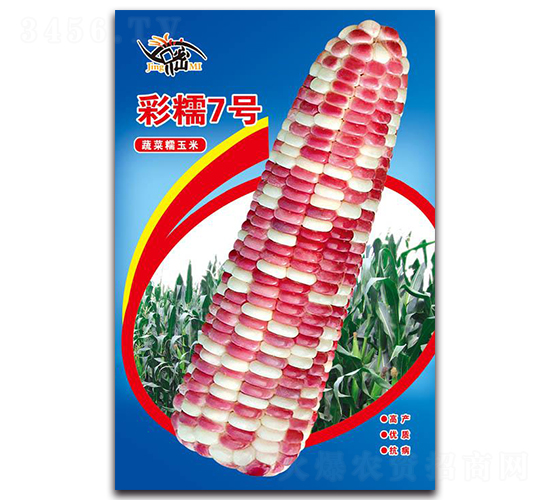 彩糯7號(hào)-糯玉米種子-京密種業(yè)