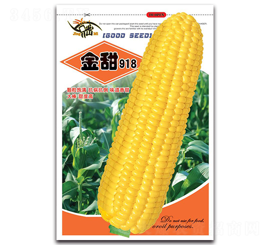 金甜918-甜玉米種子-京密種業(yè)