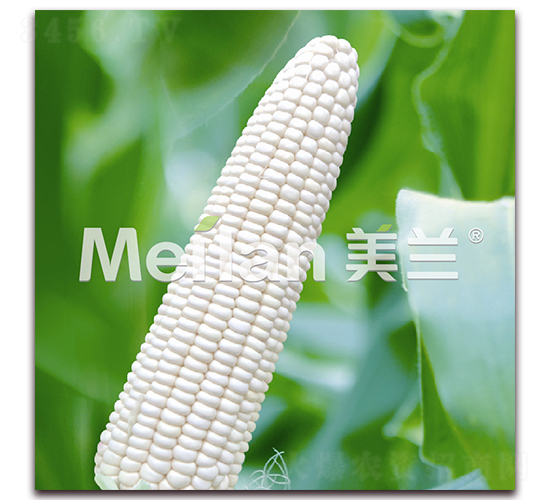玉美人-糯玉米種子-綠川