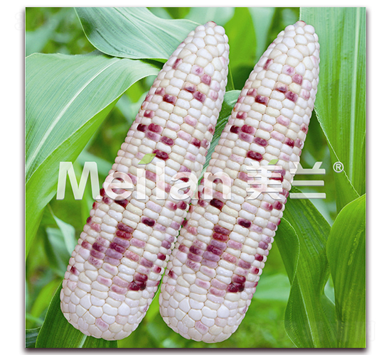 美玉糯15號-糯玉米種子-綠川