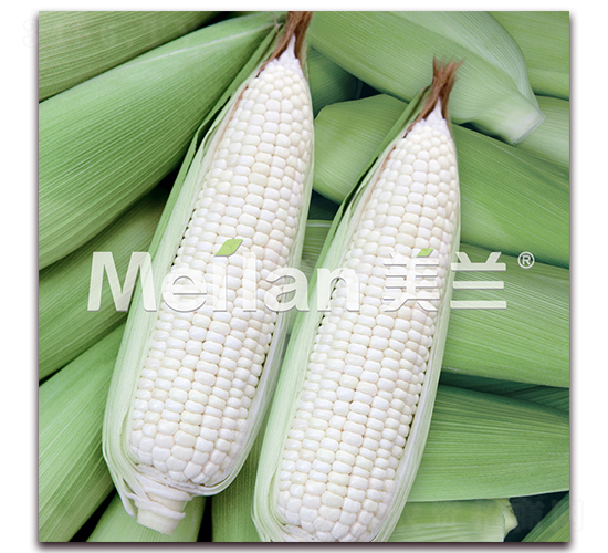 美玉糯11號-糯玉米種子-綠川