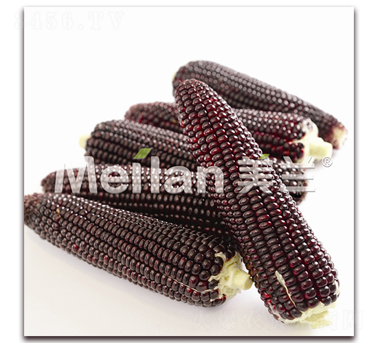 黑加甜糯304-甜糯玉米種子-綠川