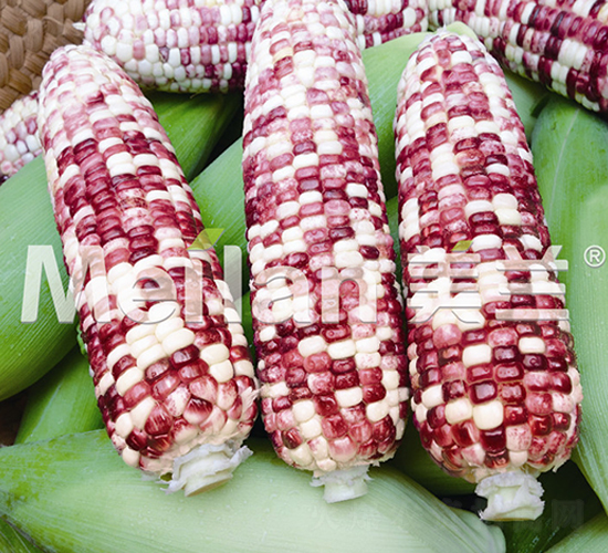 美玉加甜糯41號-甜糯玉米種子-綠川