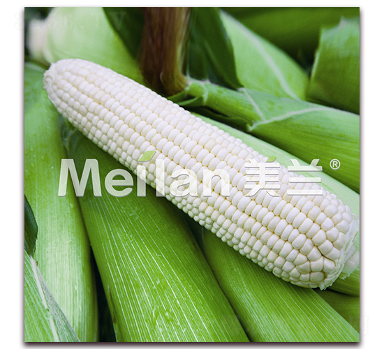 美玉加甜糯20號(hào)-甜糯玉米種子-綠川