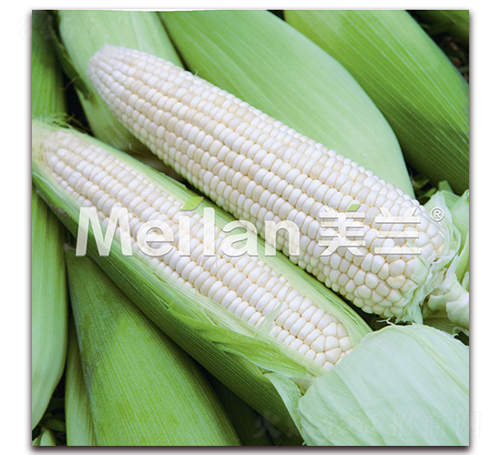 美玉加甜糯19號(hào)-甜糯玉米種子-綠川