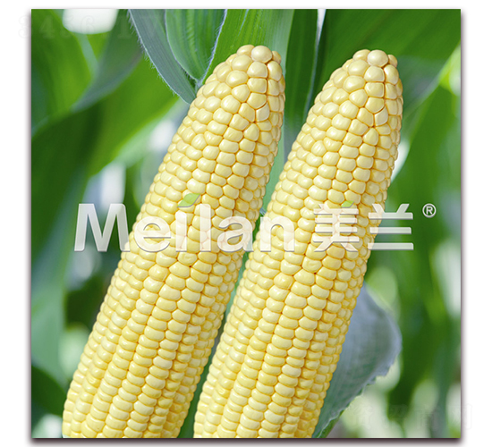 �������Ŵ18̖(h��o)-��Ŵ���׷N��-�G��