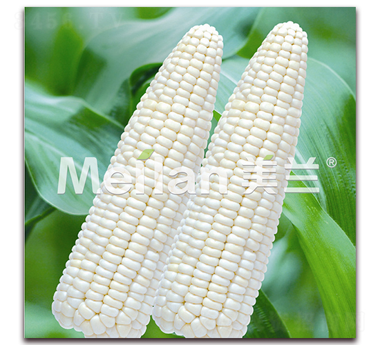 美玉加甜糯17號-甜糯玉米種子-綠川