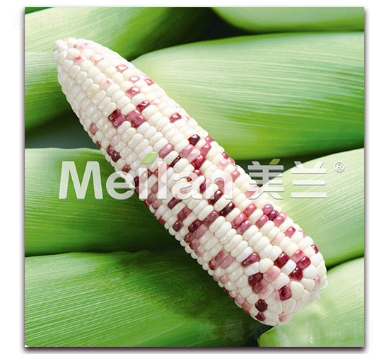 美玉加甜糯16號(hào)-甜糯玉米種子-綠川