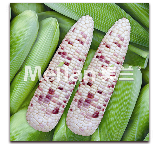 �������Ŵ15̖-��Ŵ���׷N��-�G��