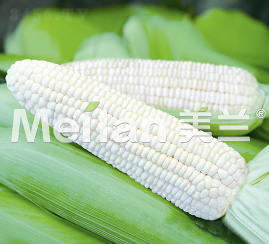 美玉加甜糯13號-甜糯玉米種子-綠川
