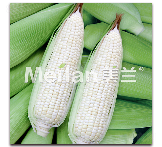 美玉加甜糯11號(hào)-甜糯玉米種子-綠川