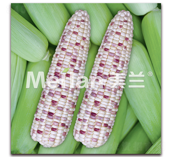 美玉加甜糯9號(hào)-甜糯玉米種子-綠川