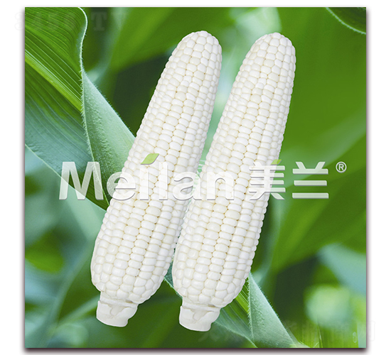 美玉加甜糯8號(hào)-甜糯玉米種子-綠川