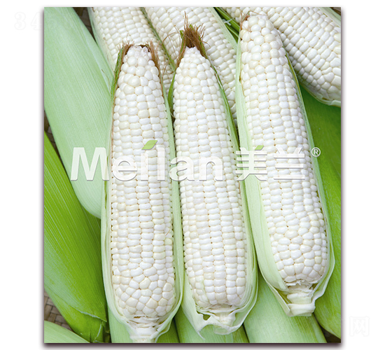 美玉加甜糯7號-甜糯玉米種子-綠川