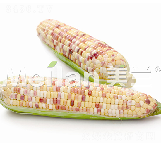 �������Ŵ6̖-��Ŵ���׷N��-�G��