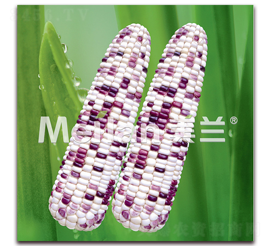 美玉加甜糯5號-甜糯玉米種子-綠川