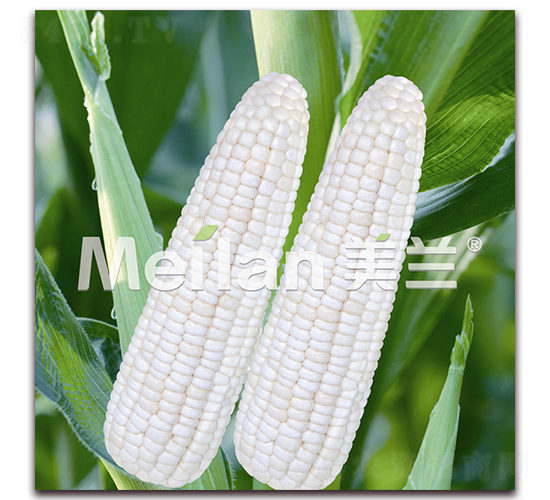 美玉加甜糯3號-甜糯玉米種子-綠川