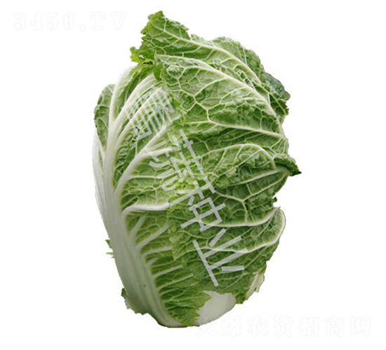 牛牌25號-白菜種子-魯蔬種業(yè)