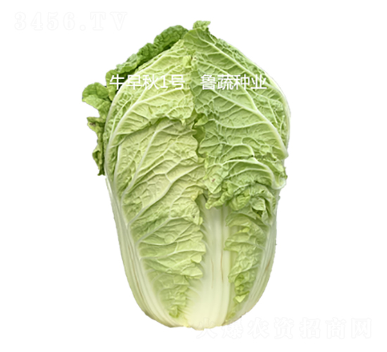 牛早秋1號(hào)-白菜種子-魯蔬種業(yè)