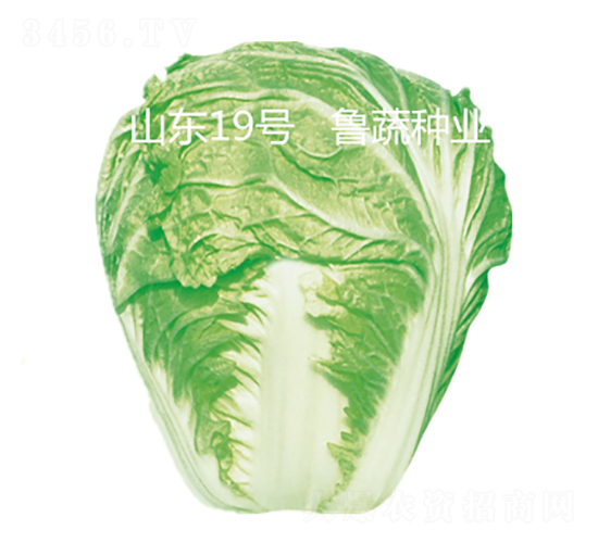 ɽ�|19̖(h��o)-�ײ˷N��-���߷N�I(y��)