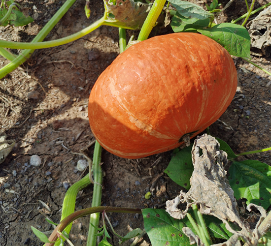 �t����̖(h��o)-�ϹϷN��-���R�r(n��ng)�I(y��)