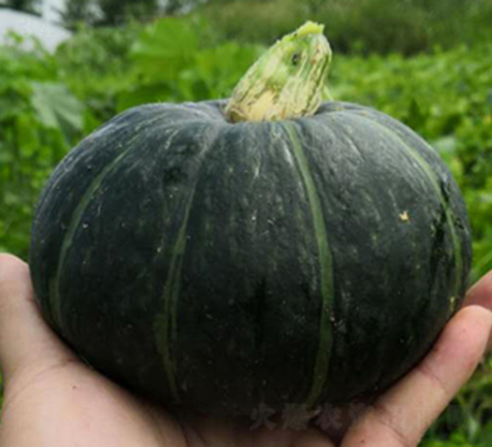 ؐ��һ̖-�ϹϷN��-���R�r(n��ng)�I(y��)